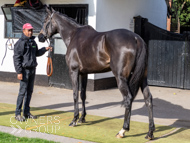 NH051025-23 - Ile de Jersey